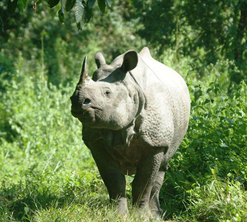 Dooars - Gorumara & Jaldapara